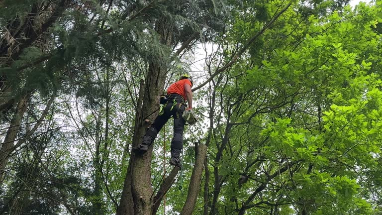 Best Tree Trimming and Pruning  in Palm Beach Shores, FL