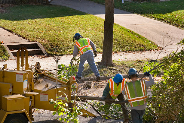 Best Tree Preservation Services  in Palm Beach Shores, FL