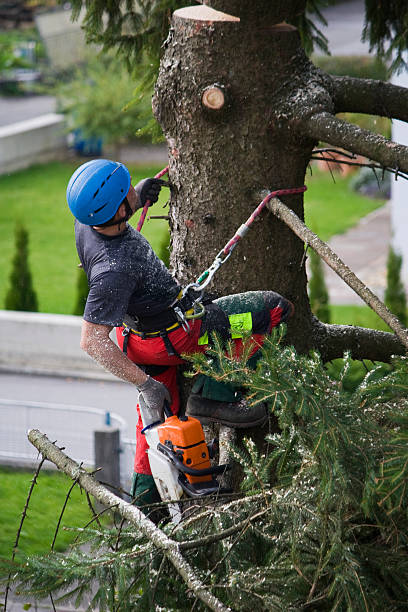 Best Seasonal Cleanup (Spring/Fall)  in Palm Beach Shores, FL